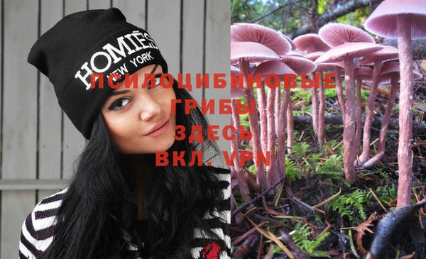 трава Ессентукская